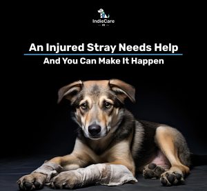 Help Injured Stray Dogs with Just One Click