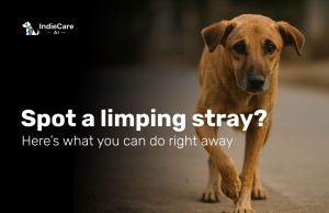 That limping dog you saw yesterday. It’s still waiting for help